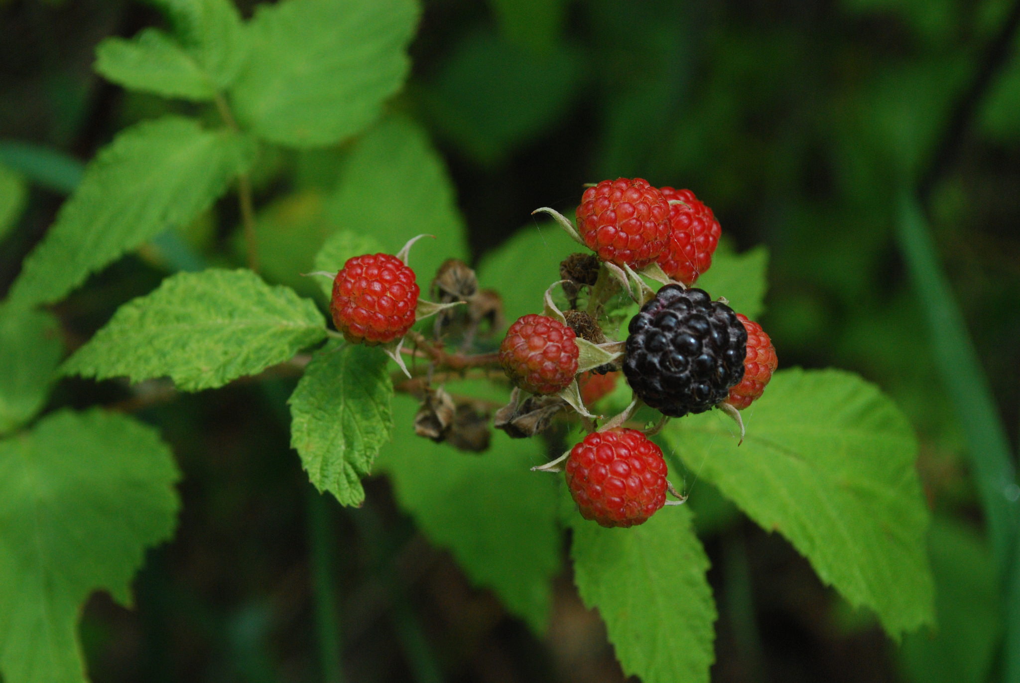 Rubus occidentalis